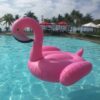 Pink flamingo